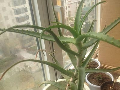 什么品种的芦荟可以吃