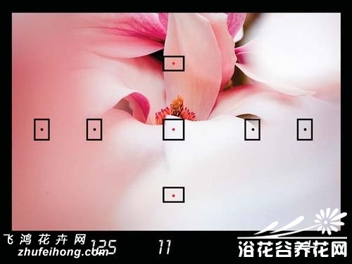 花卉摄影