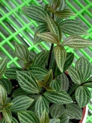白脉椒草图片