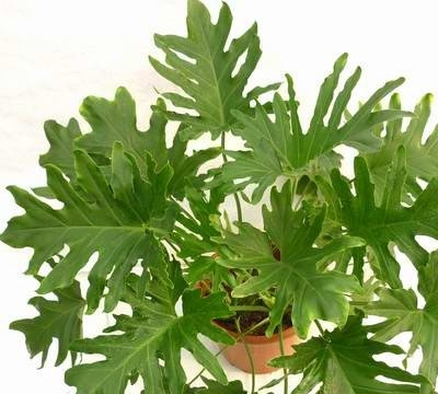 希望蔓绿绒图片