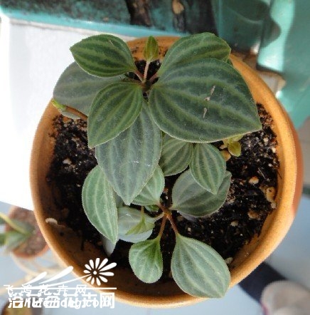 白脉椒草图片