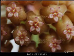 ҬζHoya chuniiͼ ףϲʪȣ65%