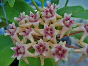 Hoya darwiniiˏ