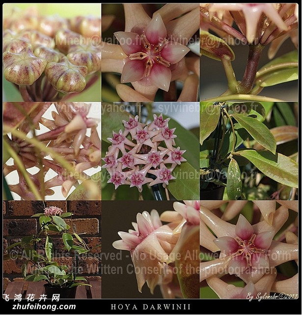 Hoya darwinii