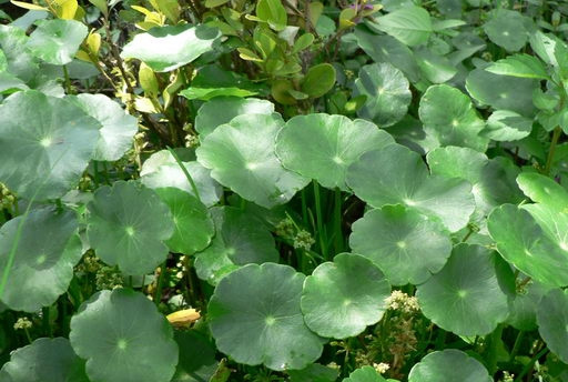 香菇草图片