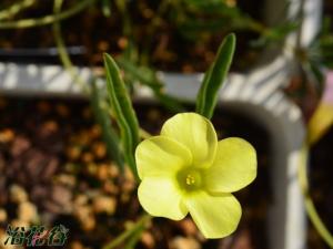 öOxalis fabaefolia