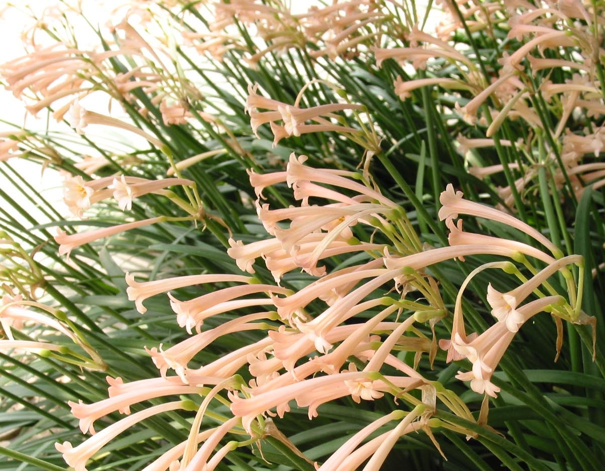 垂筒花图片