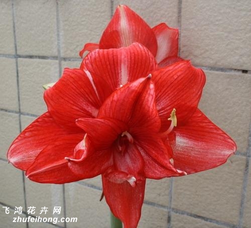 :/ Ӣ:Amy Maguire :Hippeastrum ԭ: