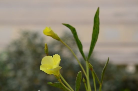 öOxalis fabaefolia