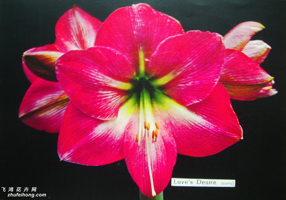 :Ŀ Ӣ:Love`s Desire :Hippeastrum ԭ: