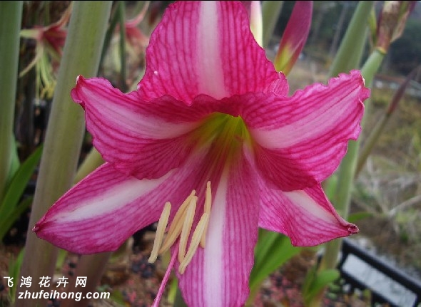 :˹/˹/ɯ̩ Ӣ:Estella :Hippeastrum ԭ: