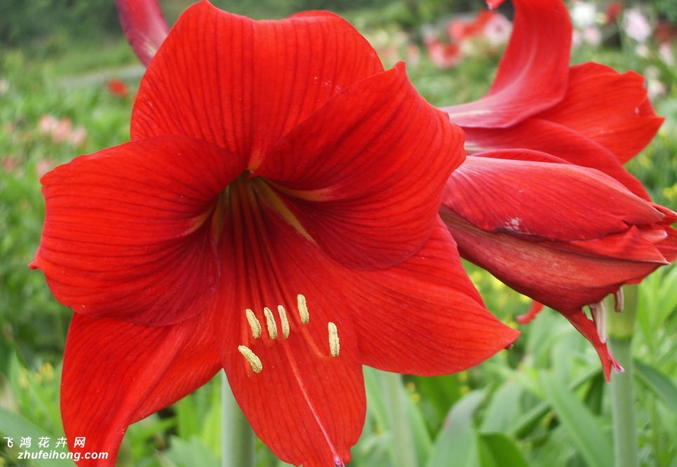 : Ӣ:Amico :Hippeastrum ԭ:Ϸ