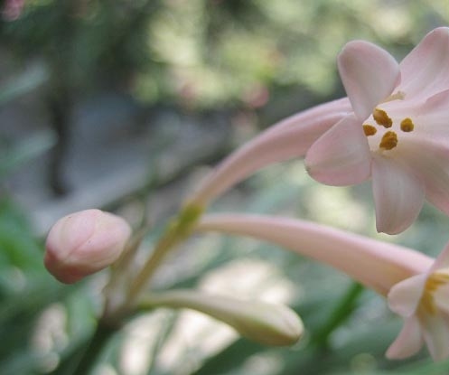 垂筒花图片