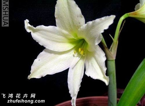 : Ӣ:evansiae :Hippeastrum ԭ: