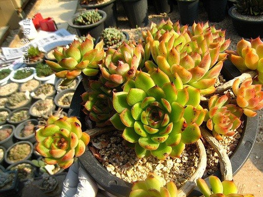 Echeveria Cimette