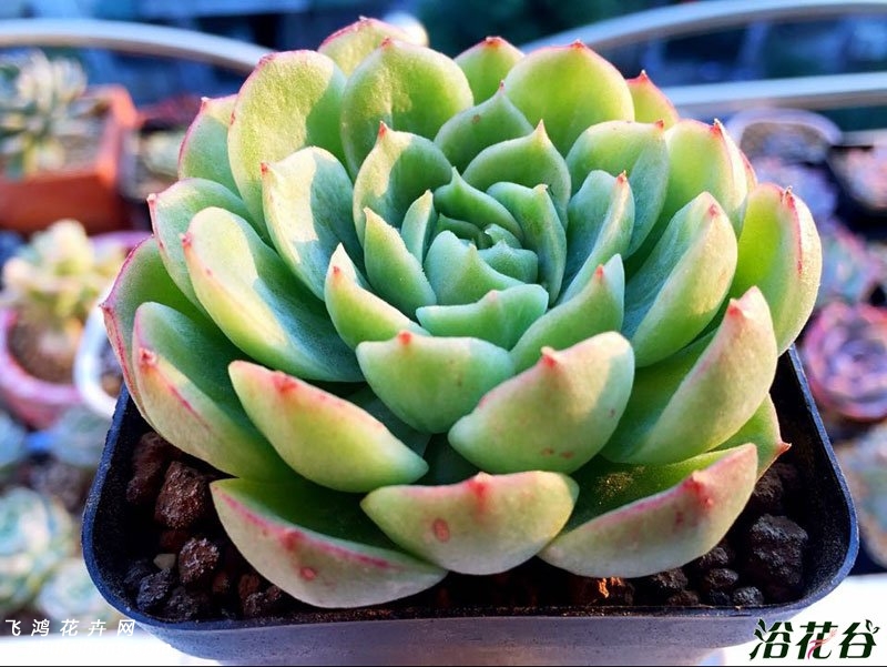 Echeveria Lime&Chili