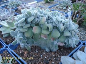 ѩ׺Echeveria Frosty ʲݱֲ