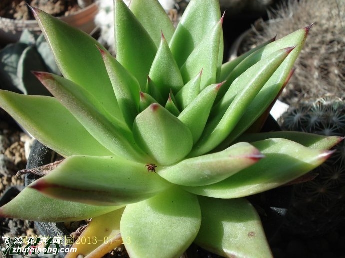 Ȼ֮Echeveria agavoides v Corderoyi