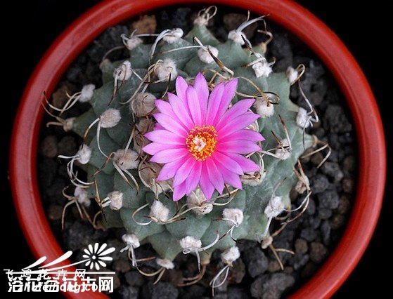 ໨Turbinicarpus alonsoi
