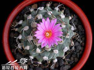 ໨Turbinicarpus al