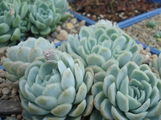 冰梅Echeveria Rasberry ice