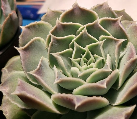 财路Echeveria sp Gilo
