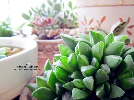 青鸟寿(Haworthia retusa)
