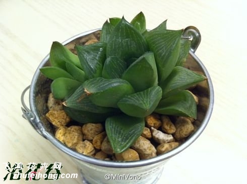 青鸟寿(Haworthia retusa)