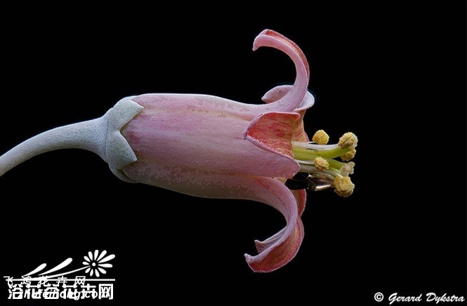 Cotyledon undulata