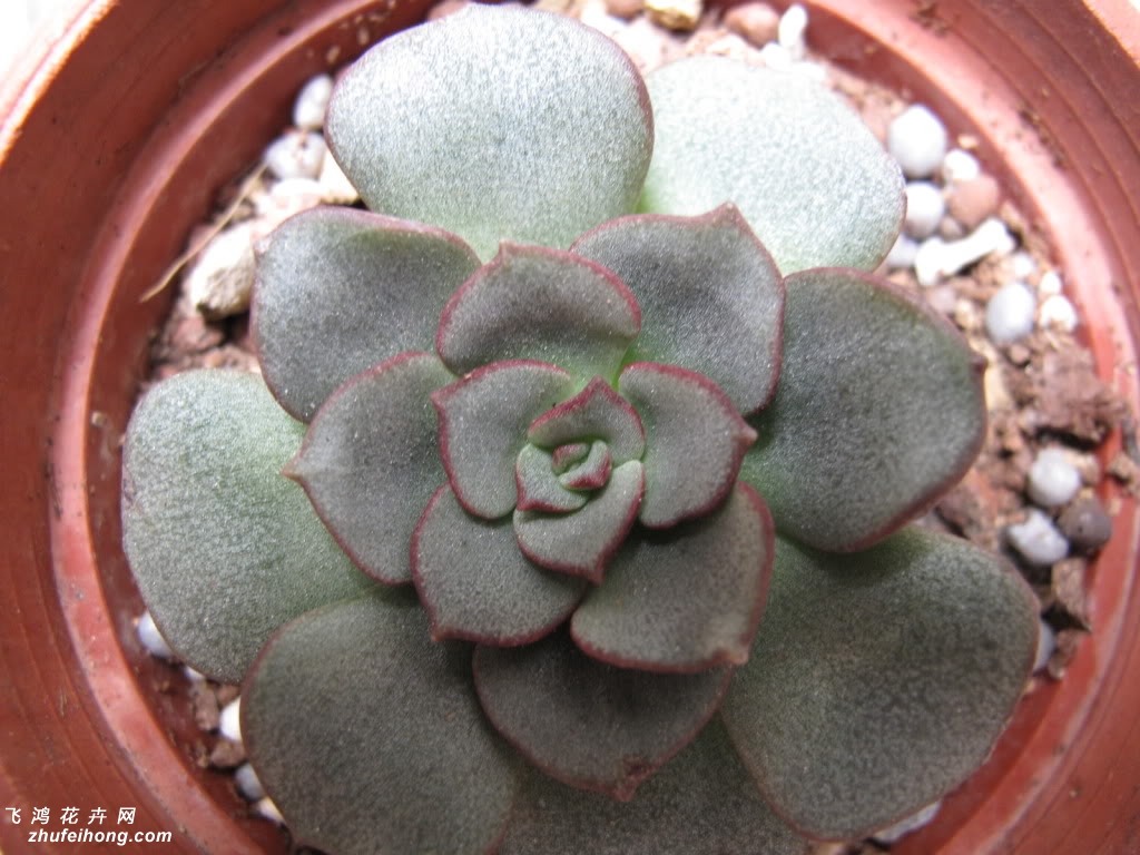 ĦEcheveria moranii