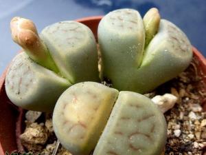 ѤLithops schwantesii