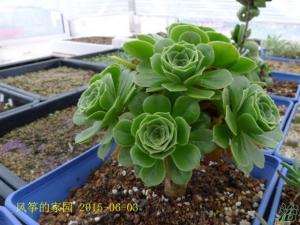 ̷ʦAeonium arboreum cv. ̷ֲʦΪʦԭʼƷ