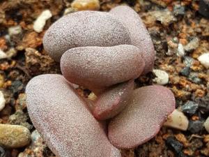 쵰ͼƬ 쵰Adromischus marianiae hallii Ϸǿ³ԭ