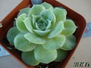 ˹Echeveria cv Onslow