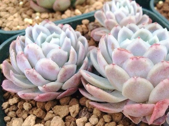 冰梅Echeveria Rasberry ice