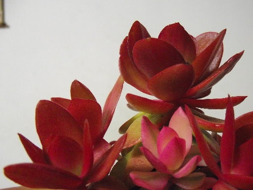 ���Crassula americana cv. Flame