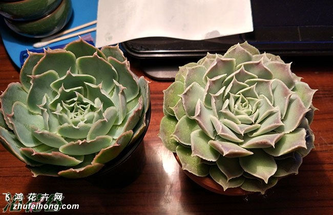 财路Echeveria sp Gilo