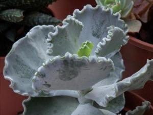  Cotyledon undulata Cotyledon undulataԭϷǿʡ