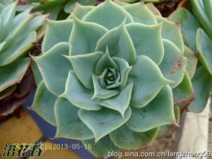 ʯ(Echeveria Glauca gi ʯΪдƷ֣Ϊֲ곣ɫ