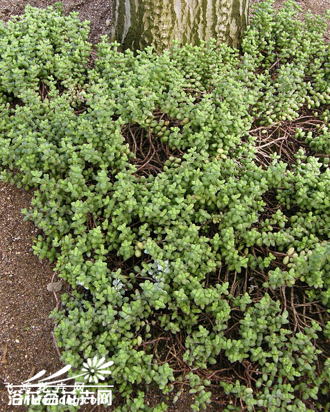 ŮCrassula brevifolia