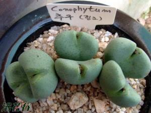  Conophytum ramosum ӿ׶