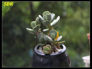 Adromischus cooperi