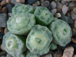 conophytum angelicae ҶƬ˷Σ