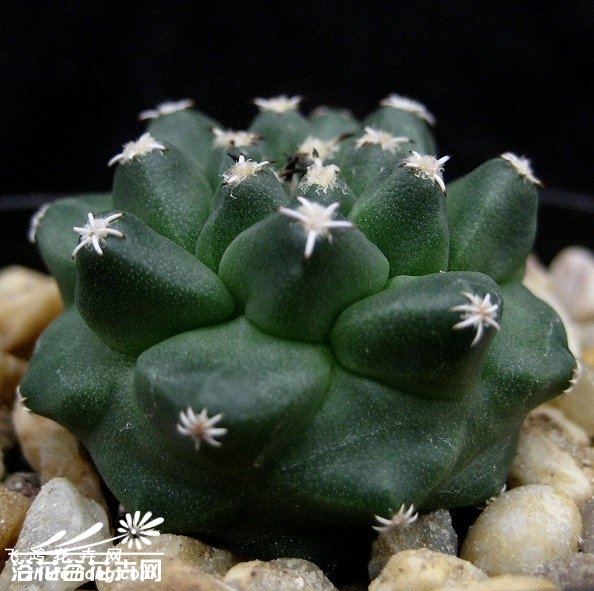 ໨Turbinicarpus alonsoi