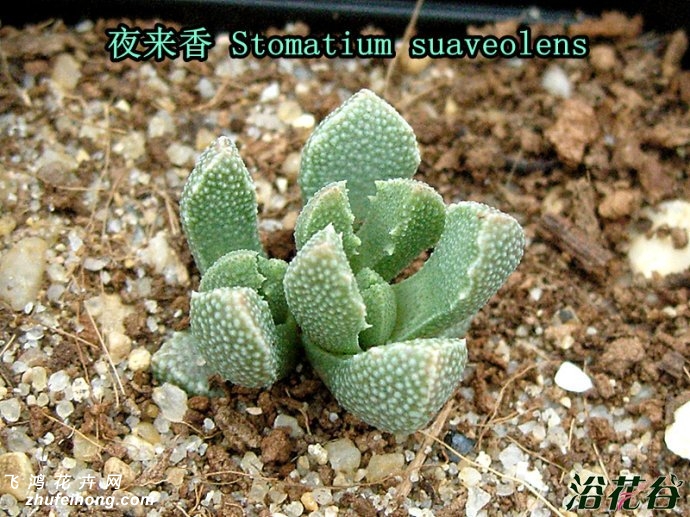 夜来香Stomatium