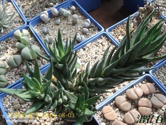 צHaworthia coarctata var. coarctata f.greenii