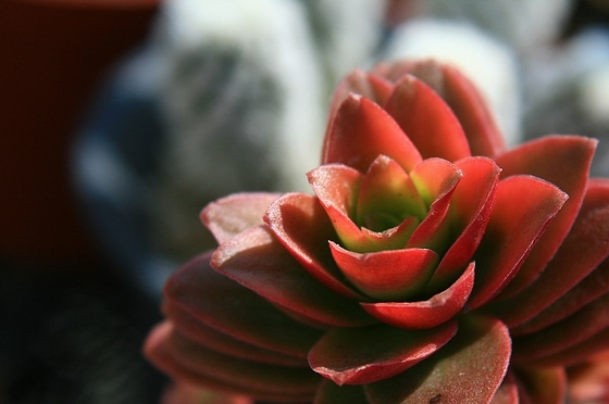 ���Crassula americana cv. Flame