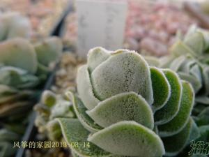  ѧCrassula Ivory Pagoda