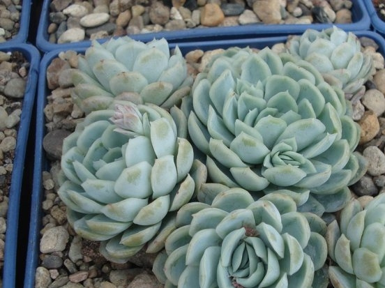 冰梅Echeveria Rasberry ice
