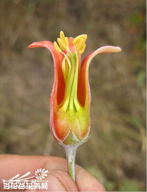 ֻCotyledon orbiculata